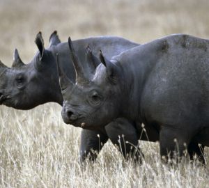 Des animaux , places et plantes disparus